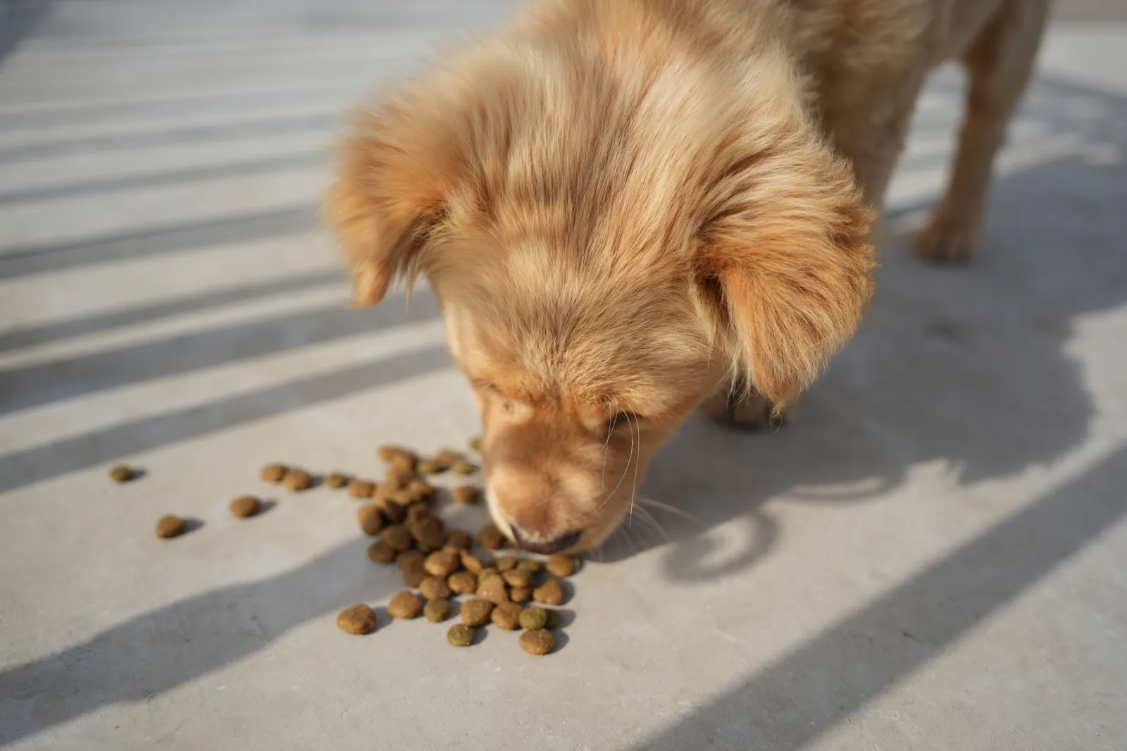 Small puppy eating from a shallow food bowl