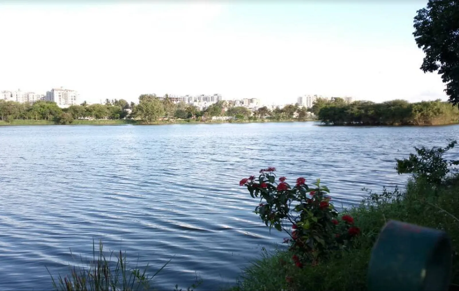 Kaikondrahalli Lake with Bangalore skyline and a flowering shrub on the bank