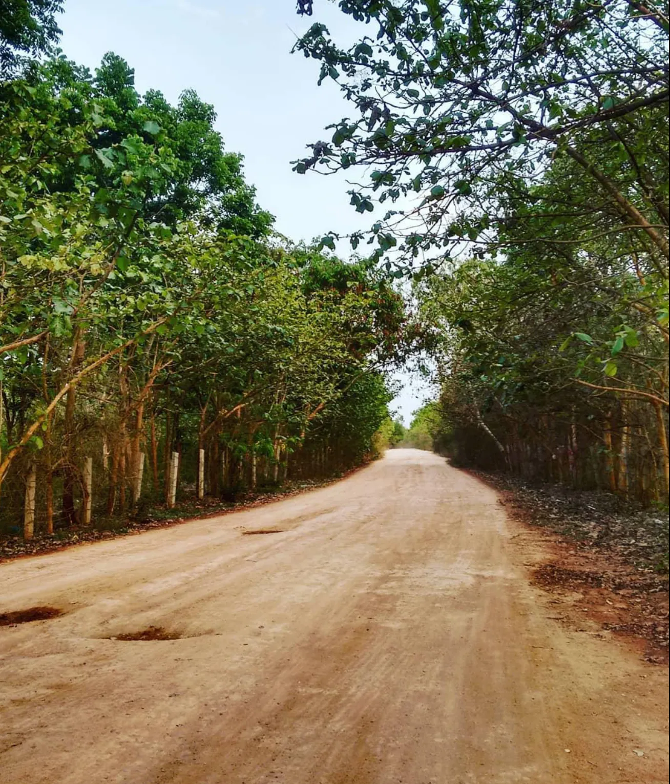 Sunlit dirt trail lined with trees forming a canopy on both sides
