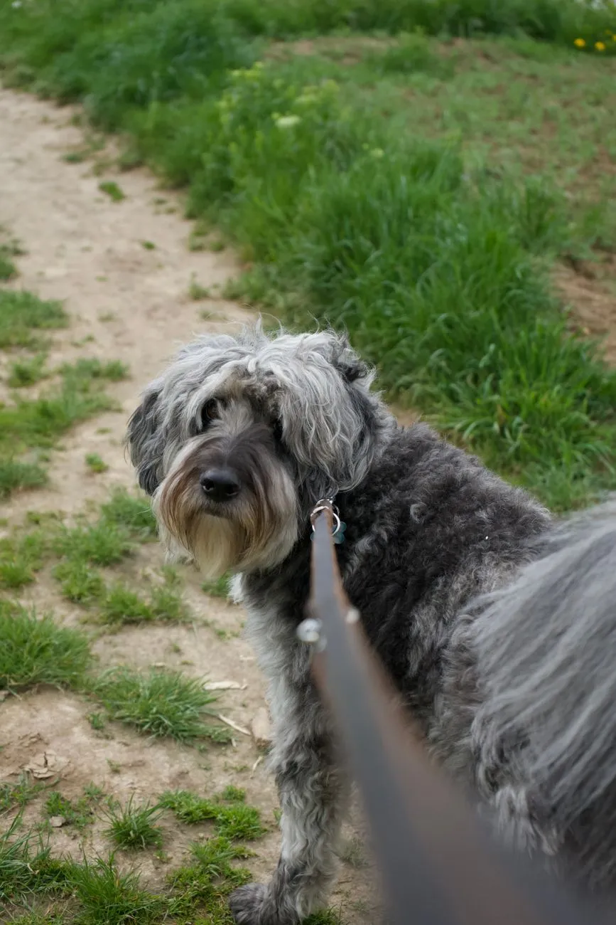 Shaggy dog looking back during an outdoor walk