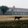 Pet Friendly Places in Delhi: Dog Parks That Still Work