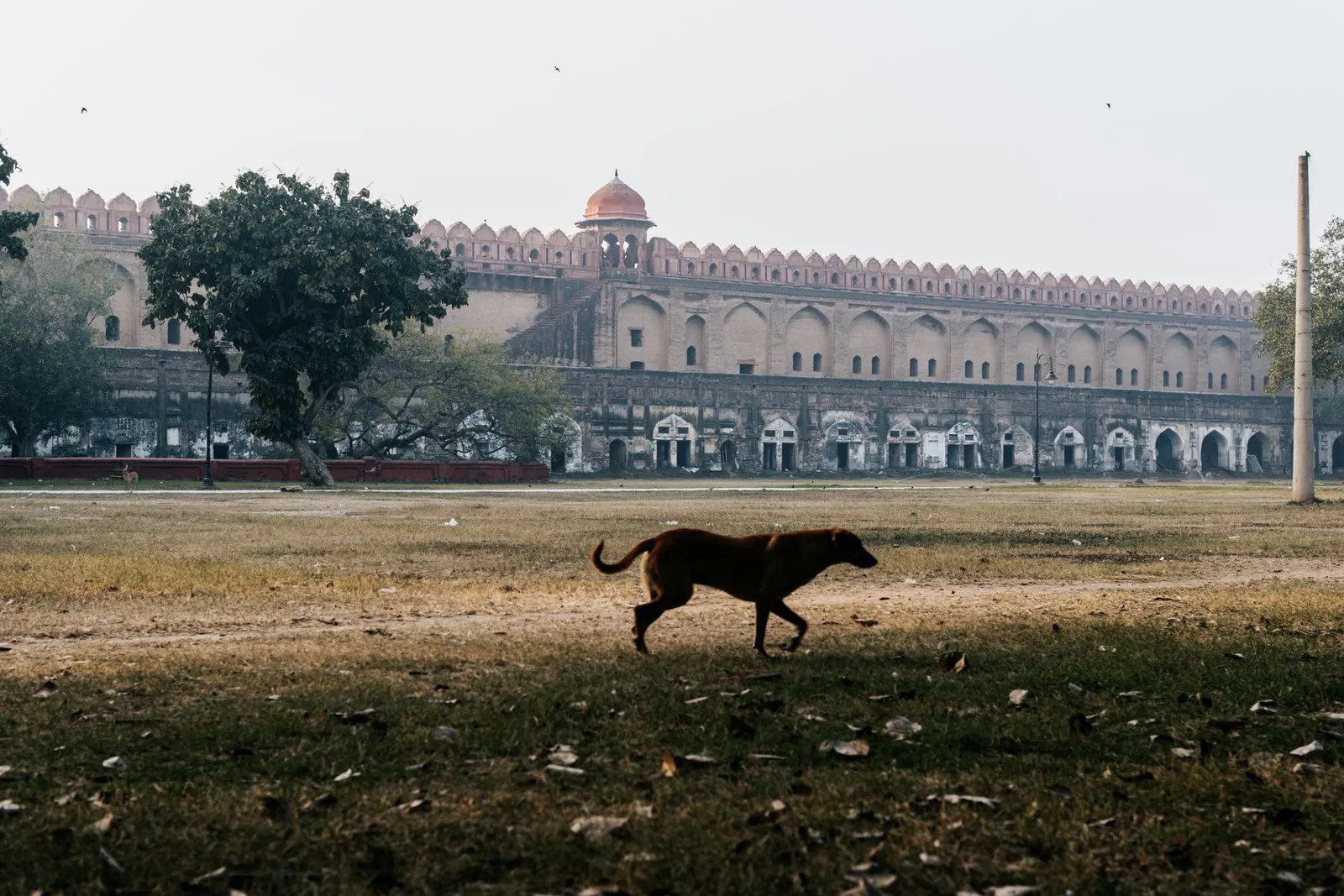 Pet Friendly Places in Delhi: Dog Parks That Still Work