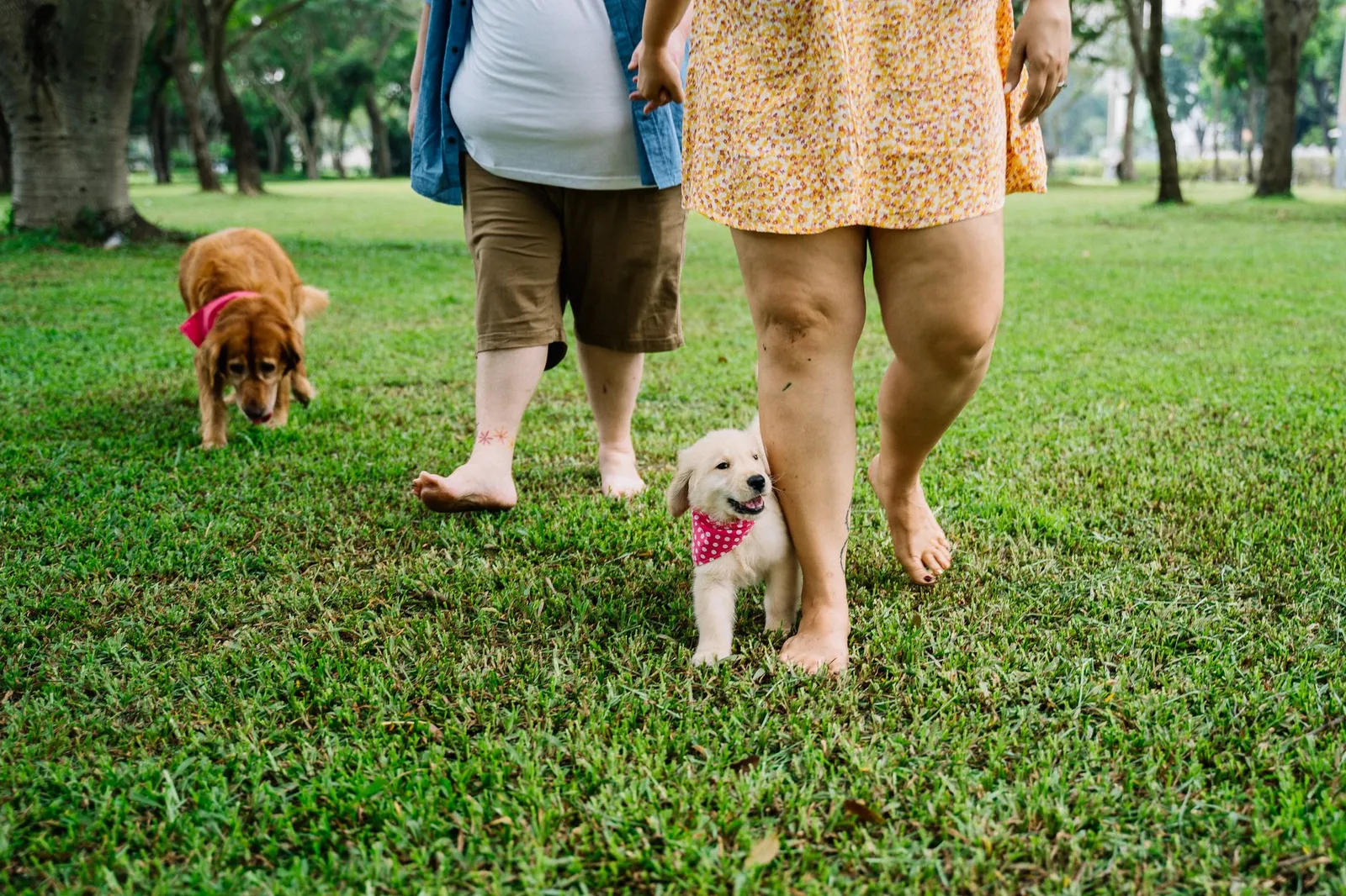People walking dogs across a grassy park lawn
