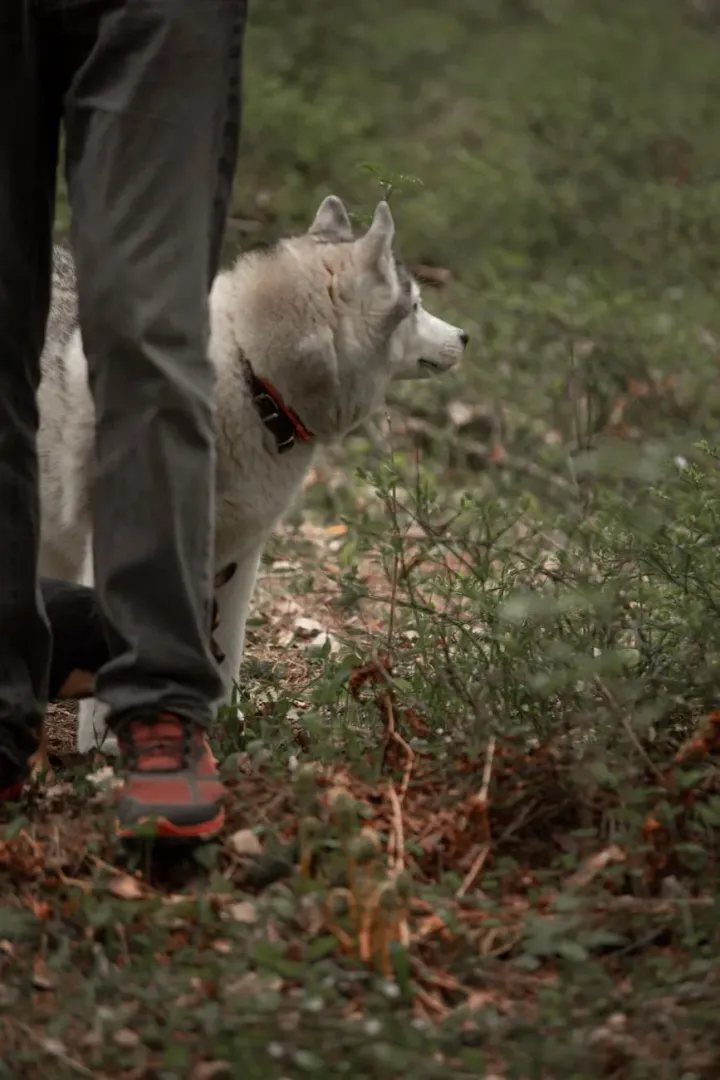 Person hiking a forest trail with a dog