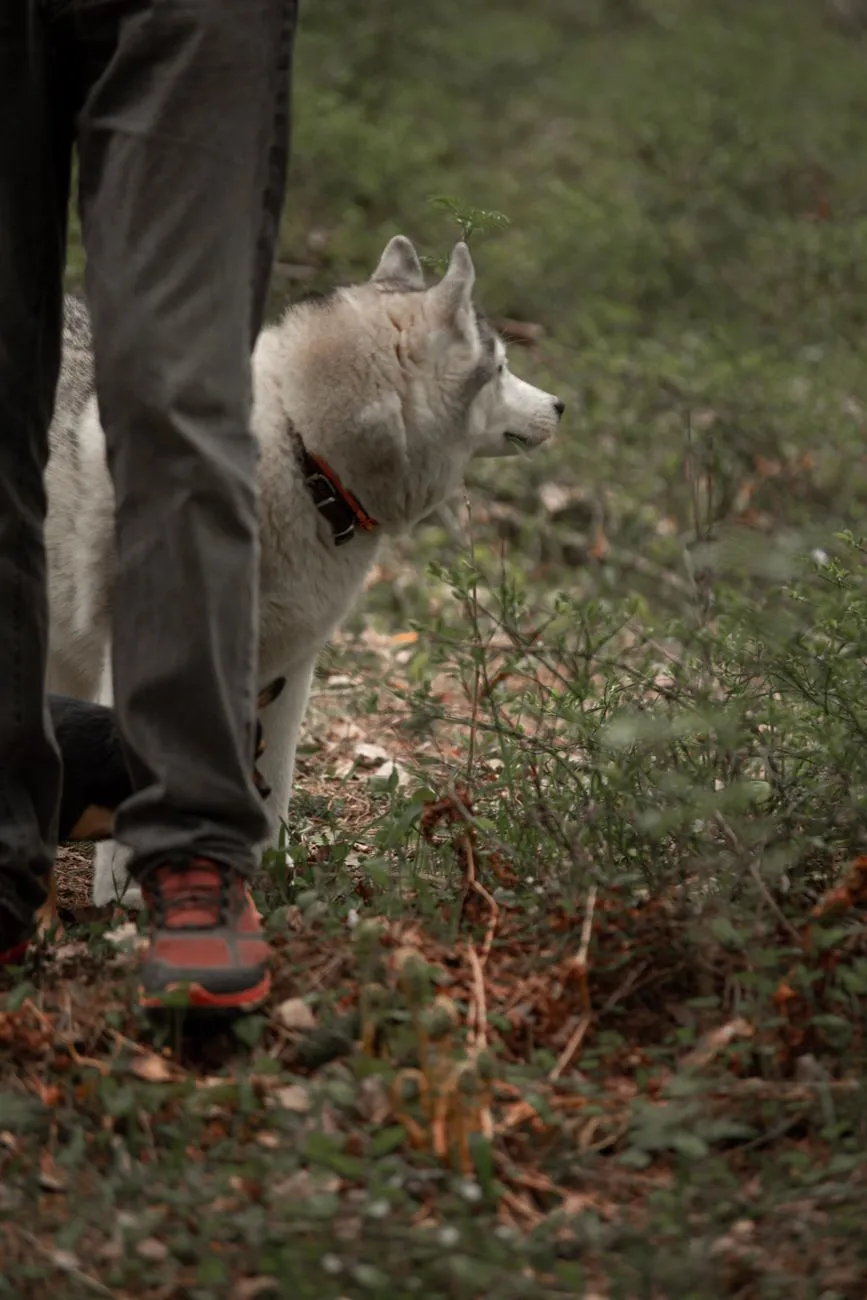 Person hiking a forest trail with a dog