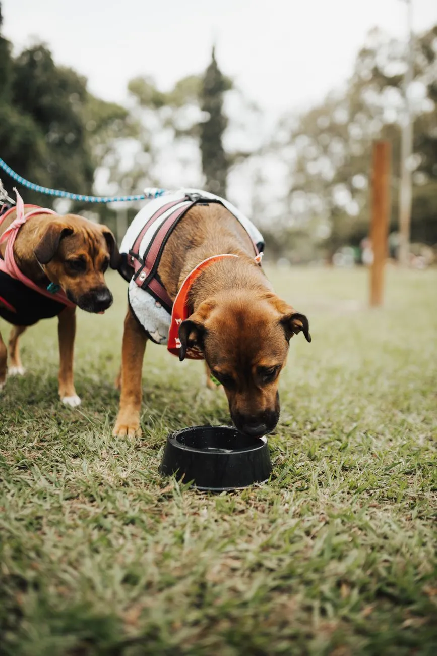 Dogs drinking water from bowls outdoors