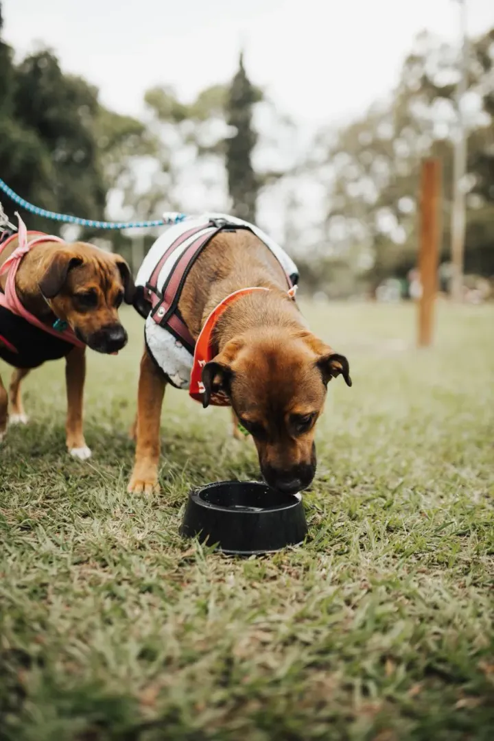 Dogs drinking water from bowls outdoors