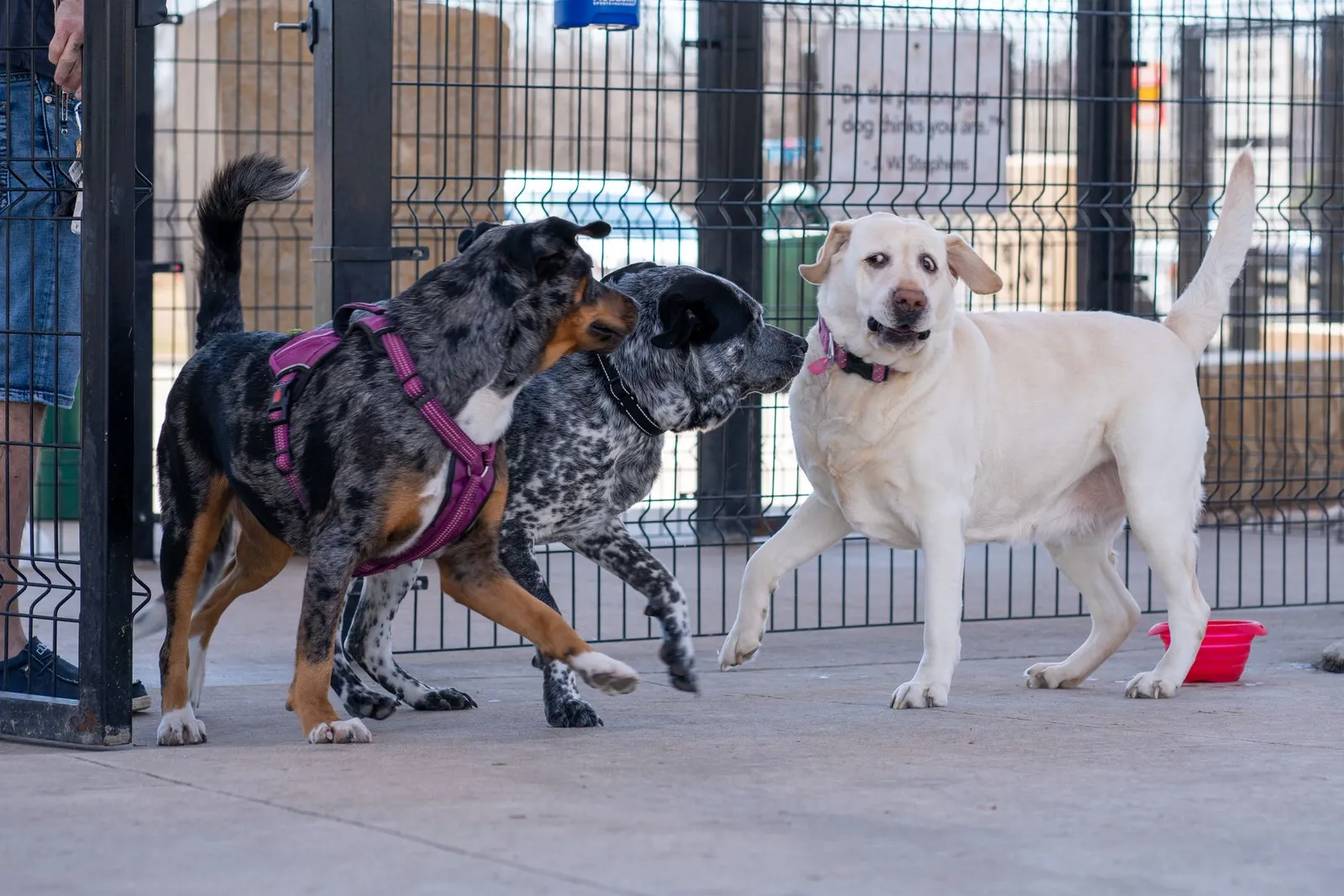 Dogs playing together inside a fenced dog park