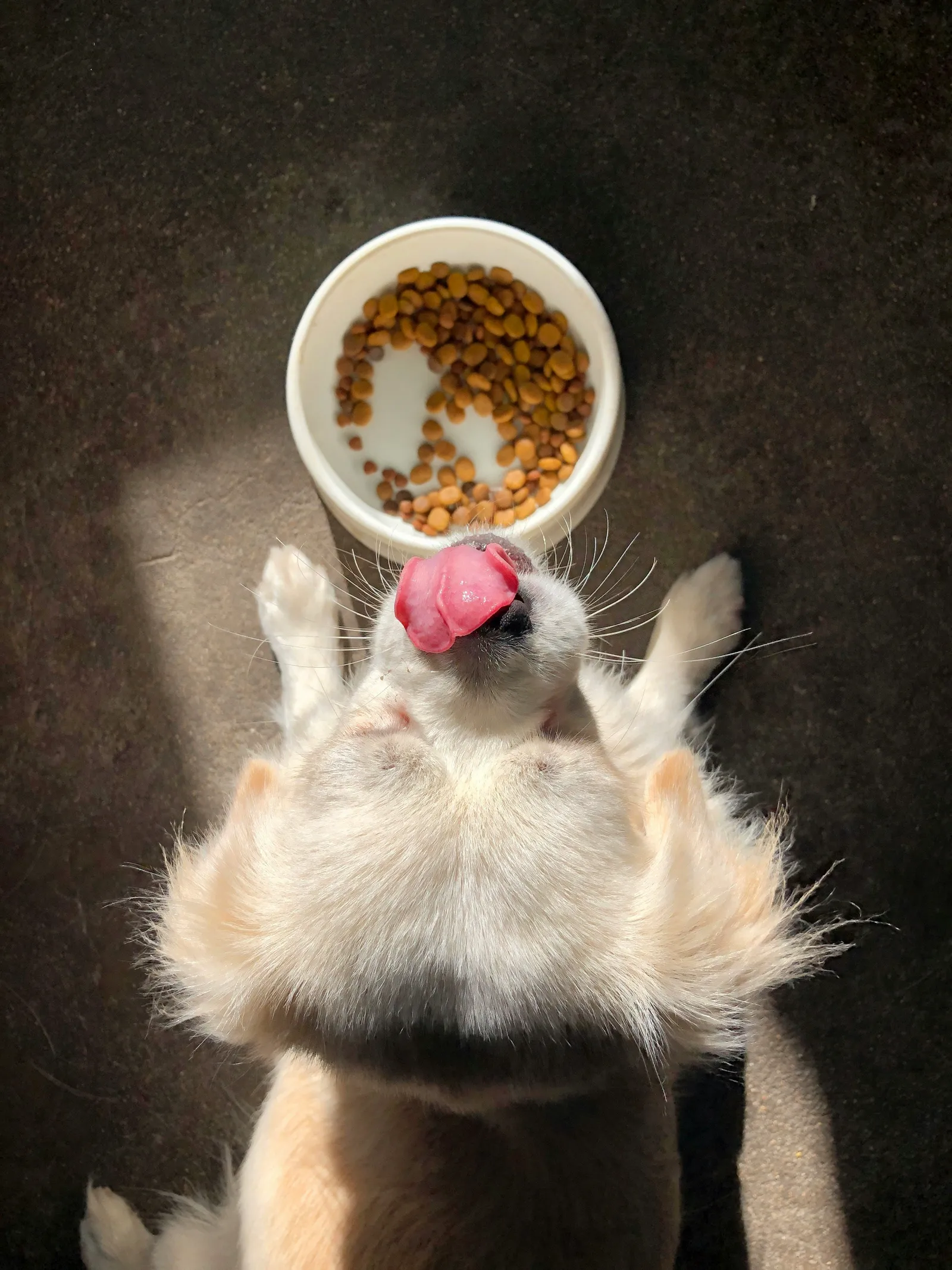Fluffy puppy lying on its back licking its nose beside a bowl of kibble