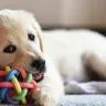 Best Toys to Keep Your Dog Entertained and Engaged