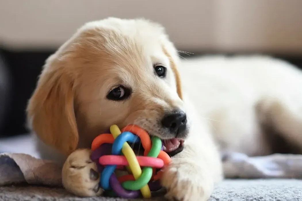 Best Toys to Keep Your Dog Entertained and Engaged