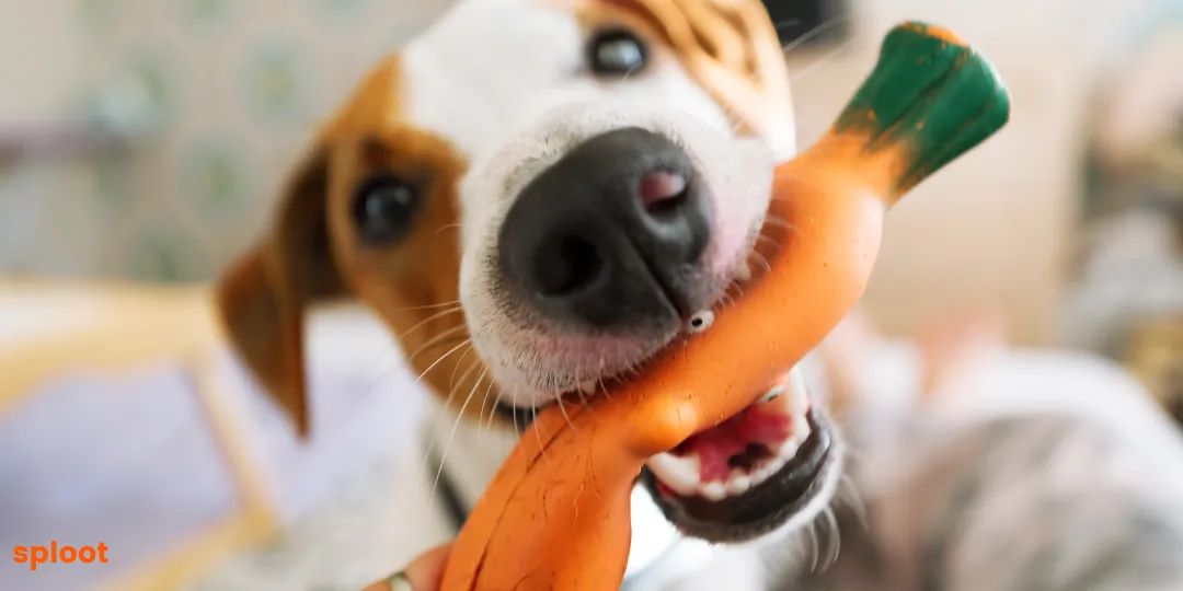 Terrier biting an orange carrot-shaped rubber chew toy indoors