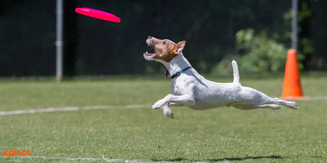 Jack Russell terrier leaping to catch a pink frisbee on a field