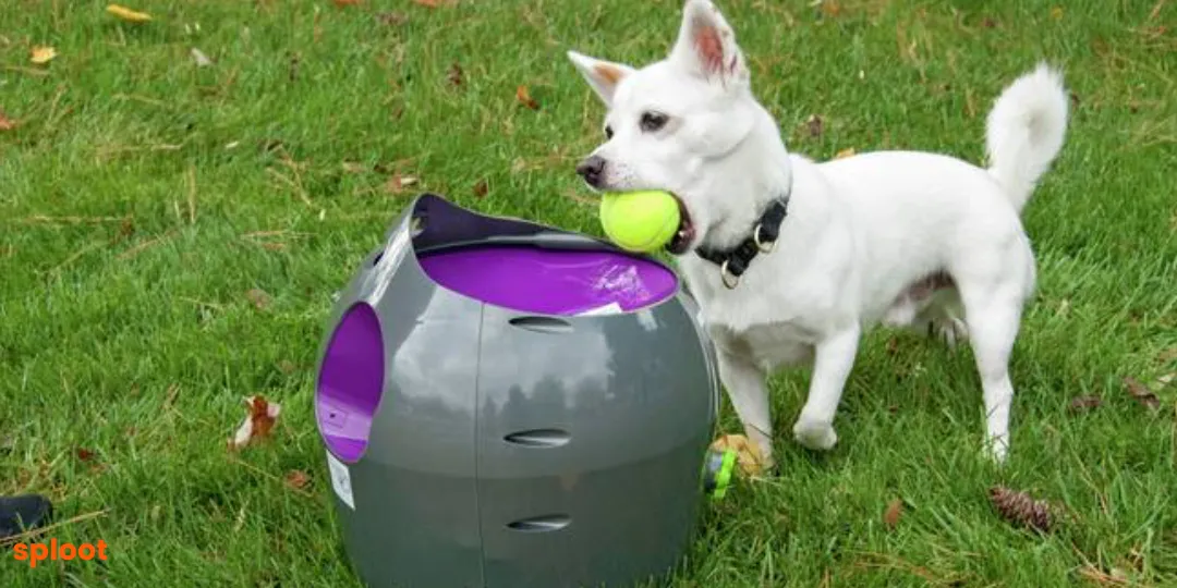 White dog holding a tennis ball beside a grey automatic launcher on grass
