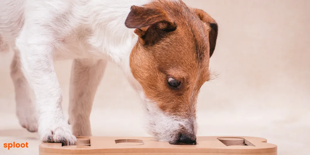 White and tan dog sniffing a wooden puzzle feeder with holes