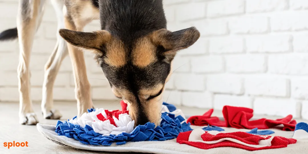 Tricolour dog sniffing hidden treats in a red, white and blue snuffle mat