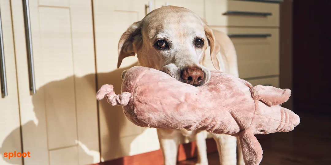 Yellow Labrador holding a pink plush pig toy in a sunlit kitchen