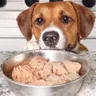 Best Wet Dog Food for Small Dogs