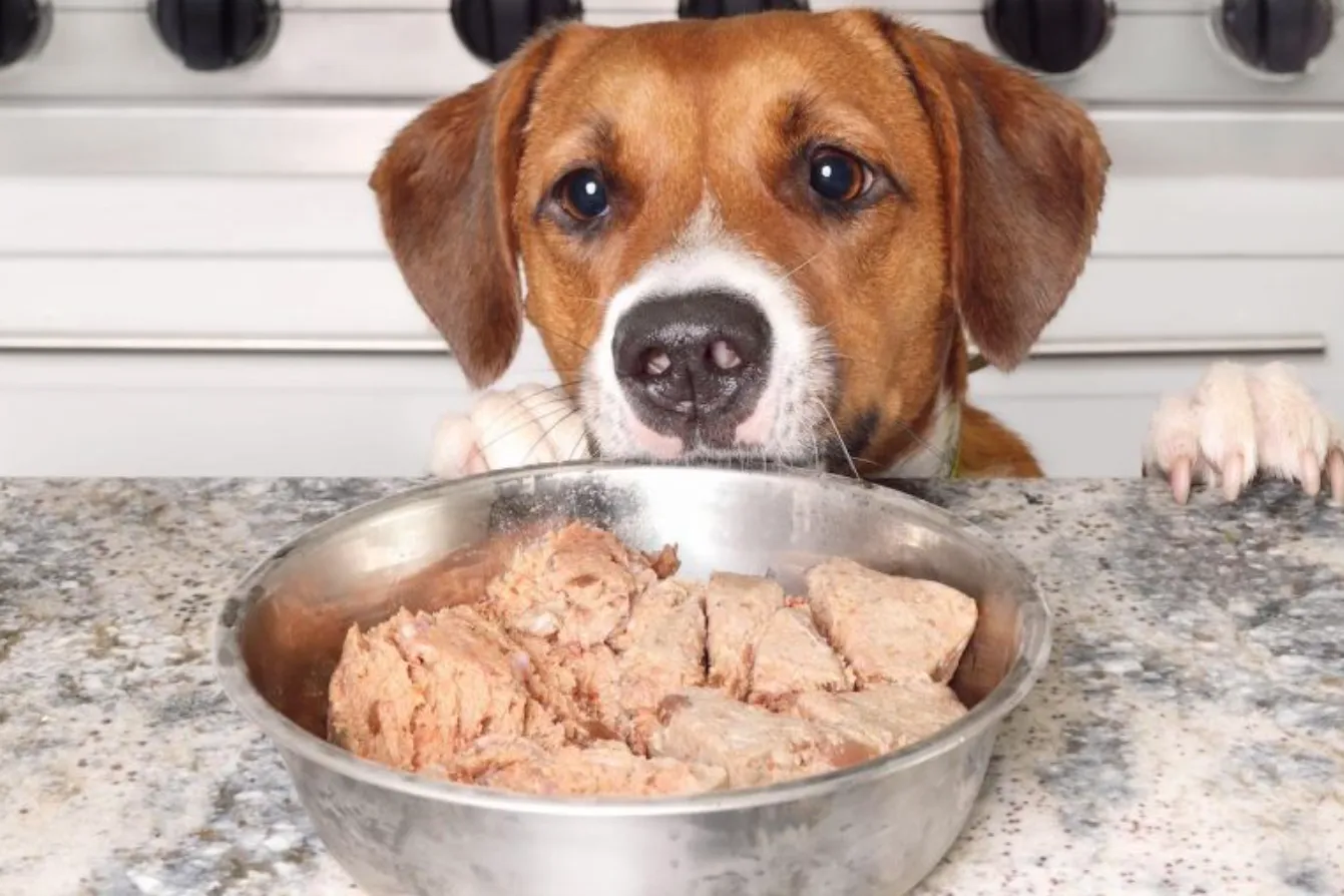 Best Wet Dog Food for Small Dogs