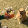 Best Wet Dog Food for Sensitive Stomach