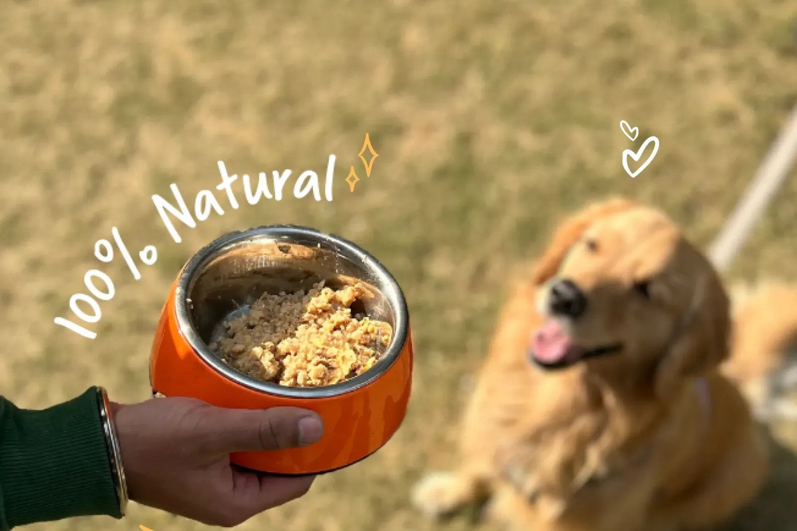 Best Wet Dog Food for Sensitive Stomach