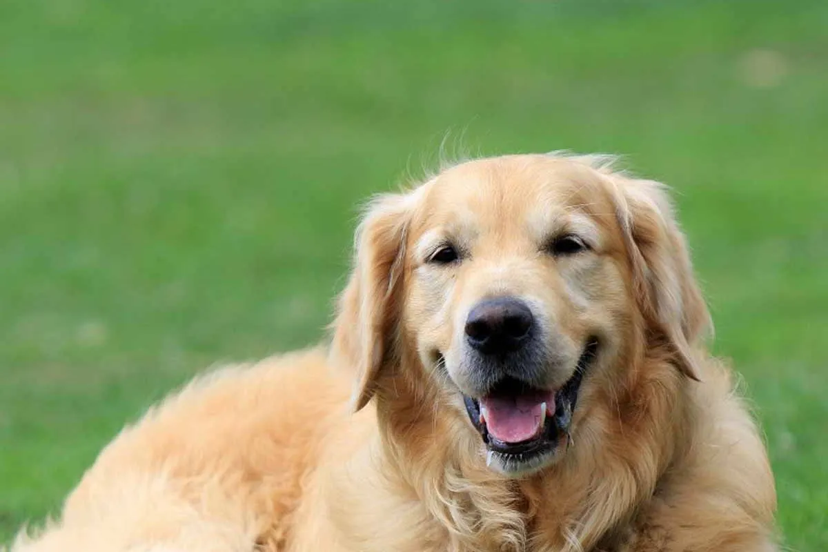 Golden Retriever