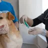 Can a Vaccinated Dog Get Distemper — Rare Breakthroughs