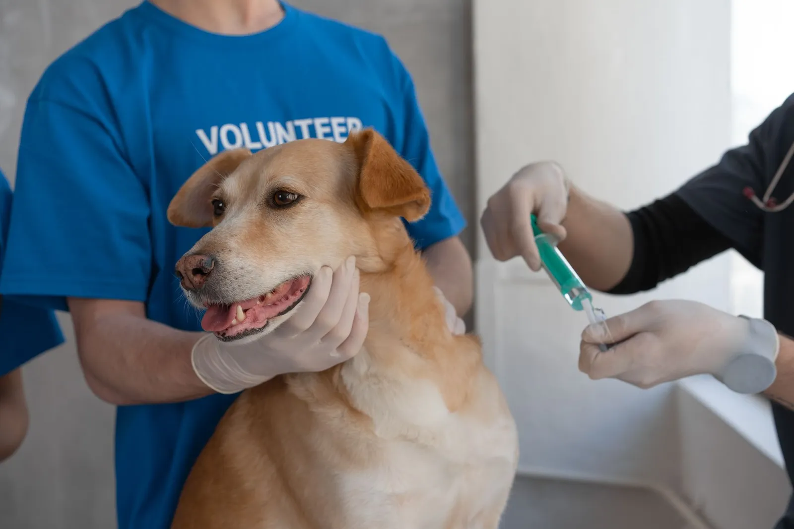 Can a Vaccinated Dog Get Distemper — Rare Breakthroughs