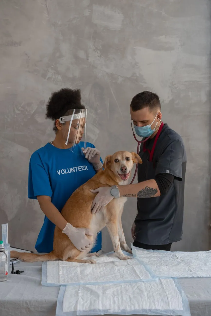 Veterinarian listening to a dog with a stethoscope