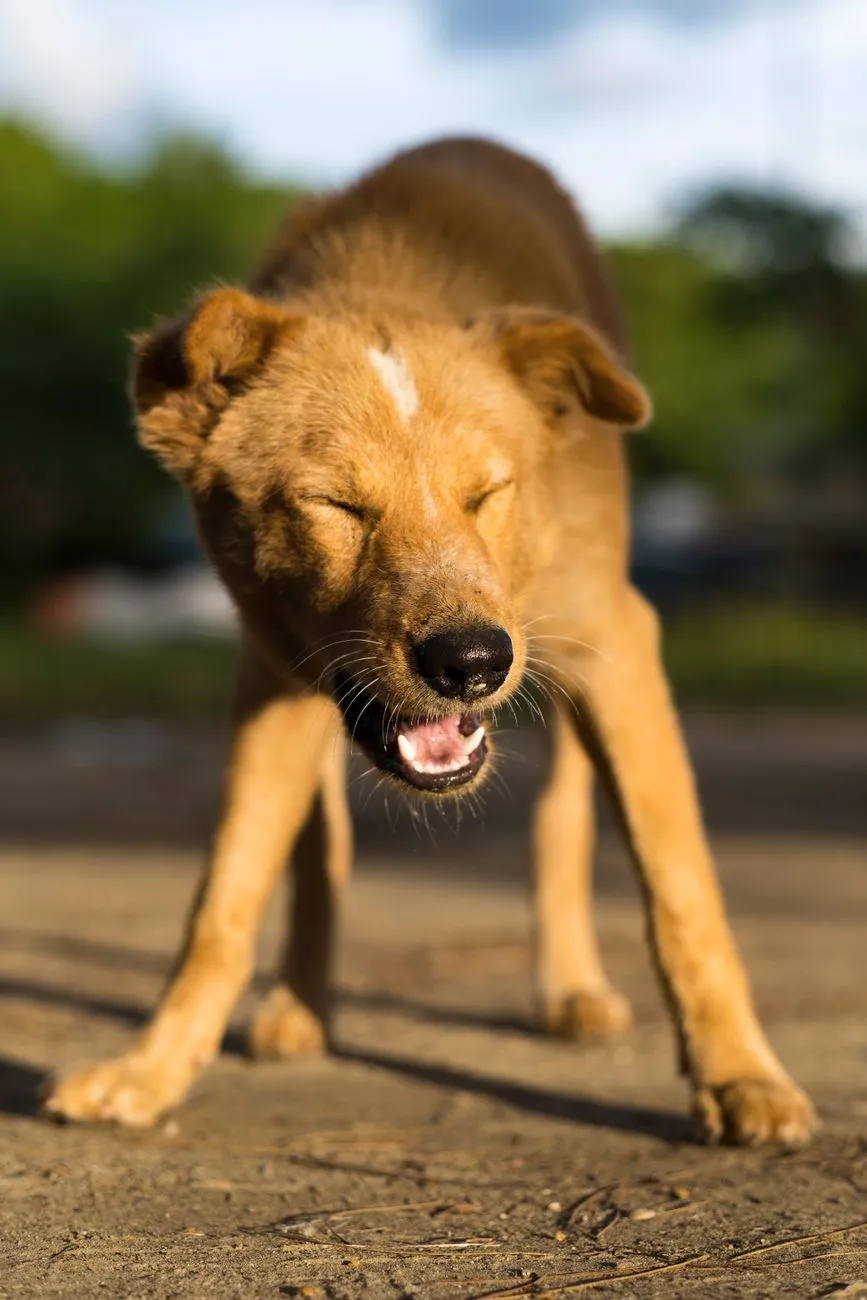 Dog outdoors during a respiratory illness spell