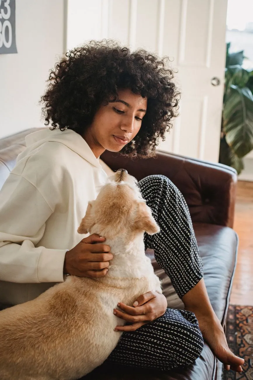 Person petting a calm dog in a living room