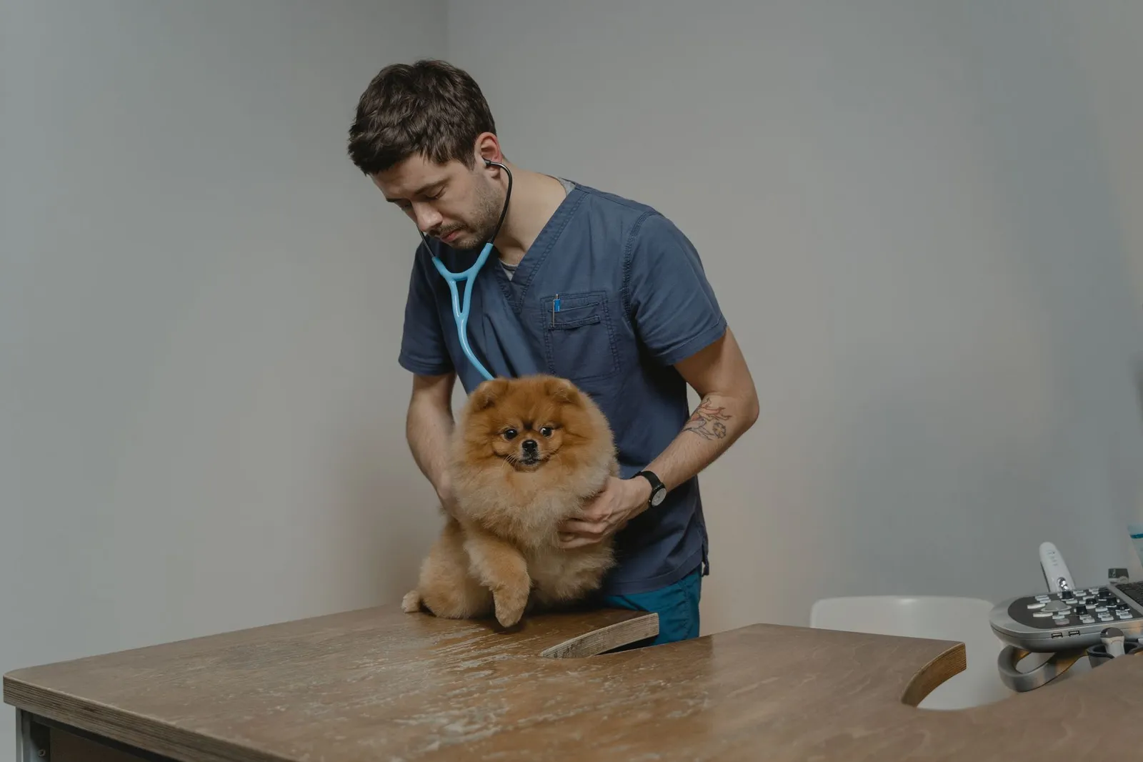 Puppy on an exam table during a veterinary checkup