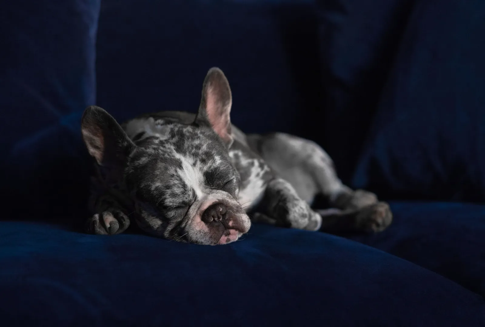 Tired dog lying on a sofa at home