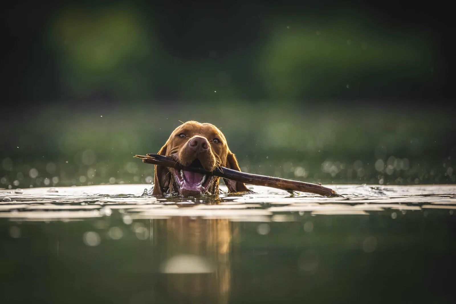 Can All Dogs Swim? What Every Dog Parent Should Know