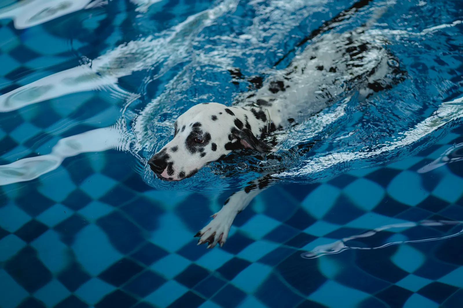 Dalmatian swimming in a pool