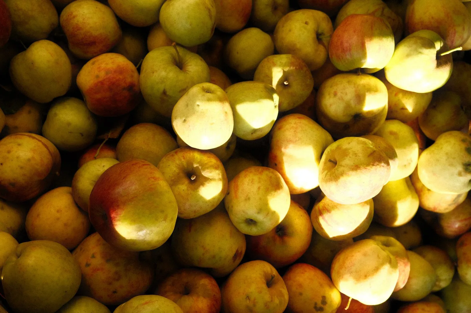 Fresh apples showing a low-calorie fruit snack option