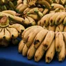 Can Dogs Eat Banana? Safe Peel Prep Portions and Limits