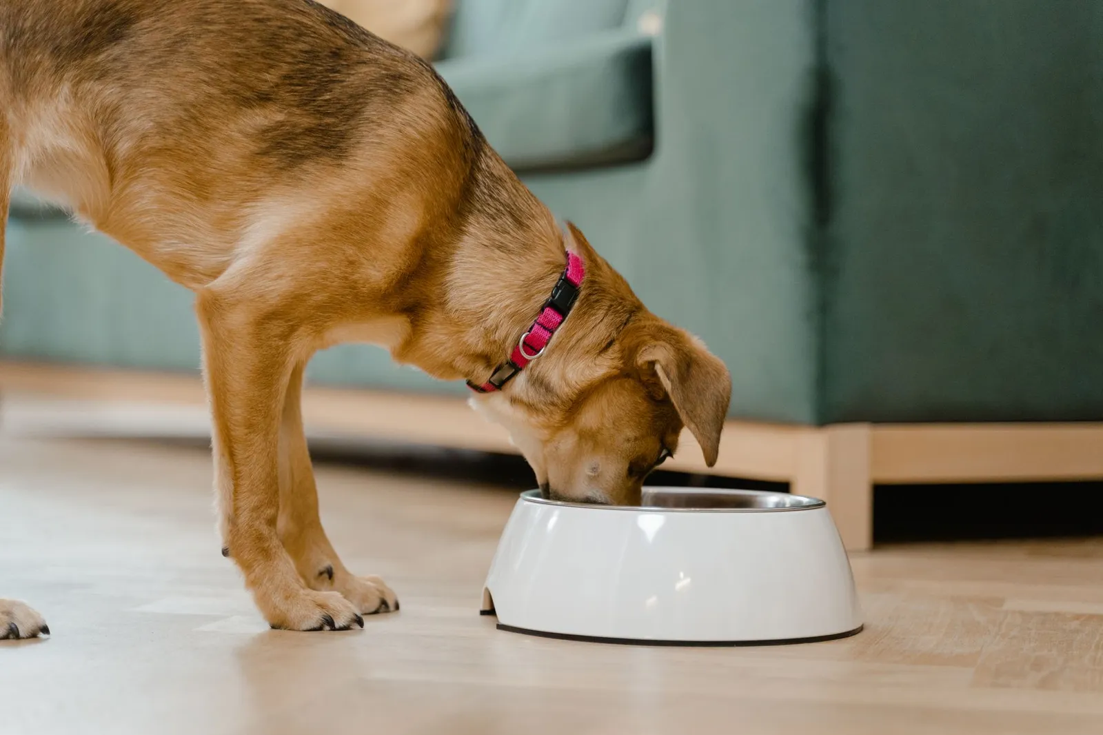 Dog eating a meal from a bowl at home