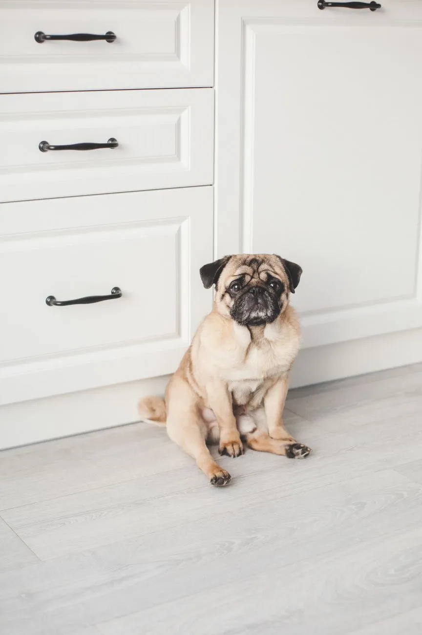 Small dog sitting calmly on a kitchen floor