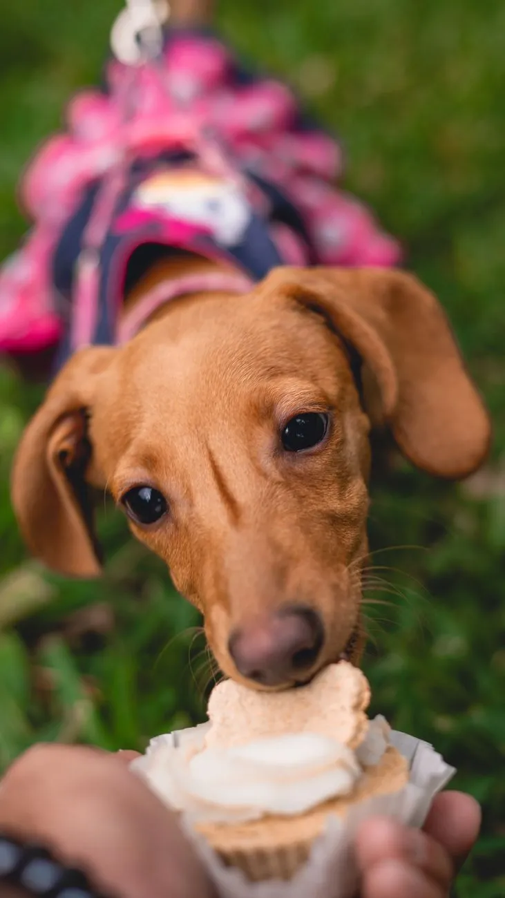 Dog sniffing a soft snack piece offered by hand