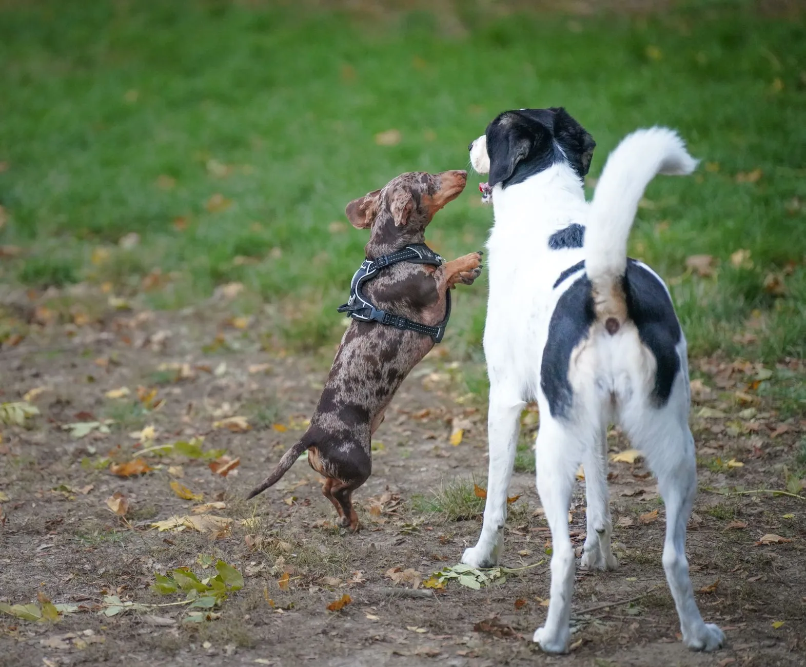 Small dog and larger dog playing outdoors