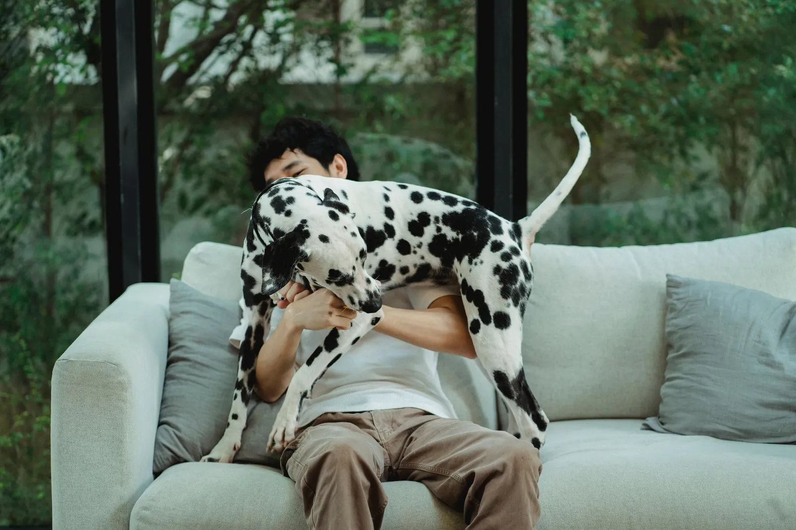 Person sitting with a dog and watching them carefully