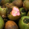 Can Dogs Eat Coconut? Portion Guide