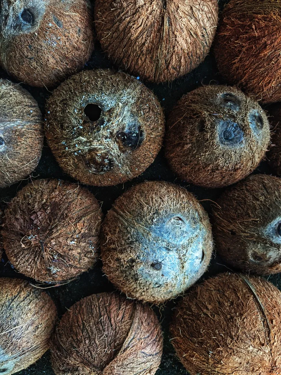 Hard coconut husk and shell dogs should never chew