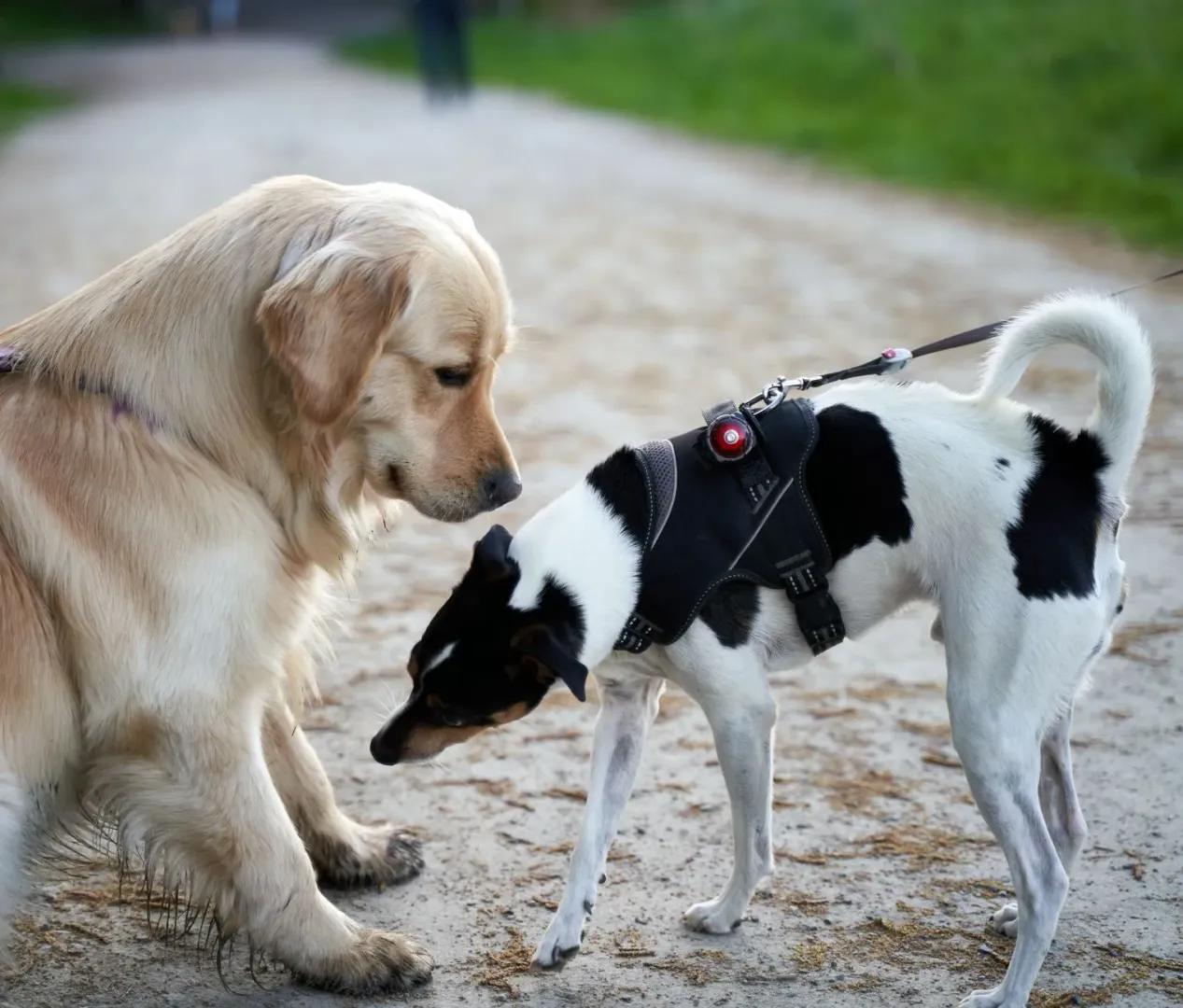 Small dog and larger dog outdoors showing size difference