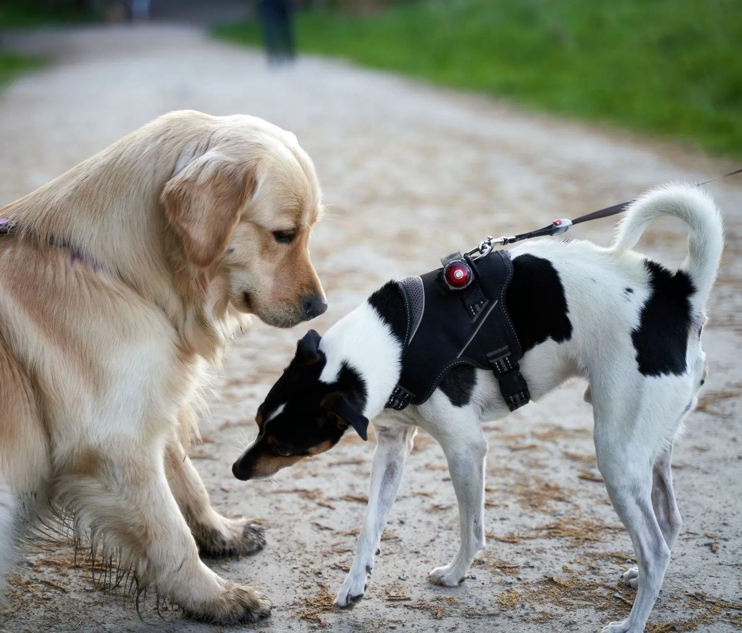 Small dog and larger dog outdoors showing size difference