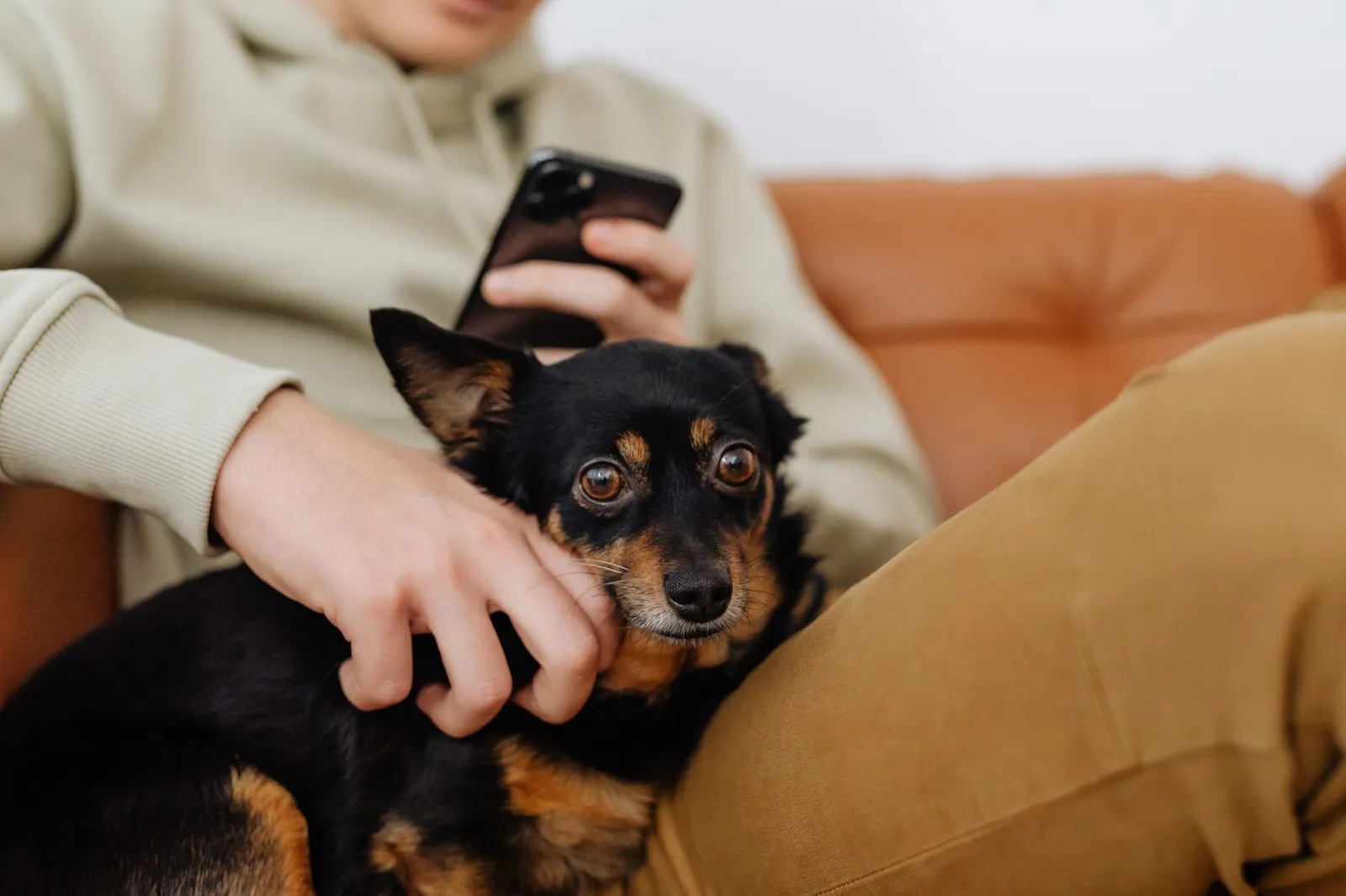 Person sitting with a dog and watching them carefully