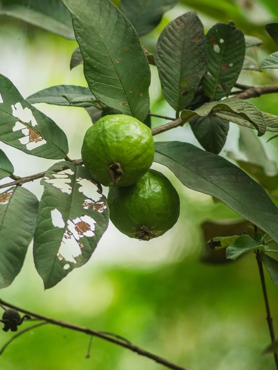Hard green unripe guava that is harder for dogs to digest