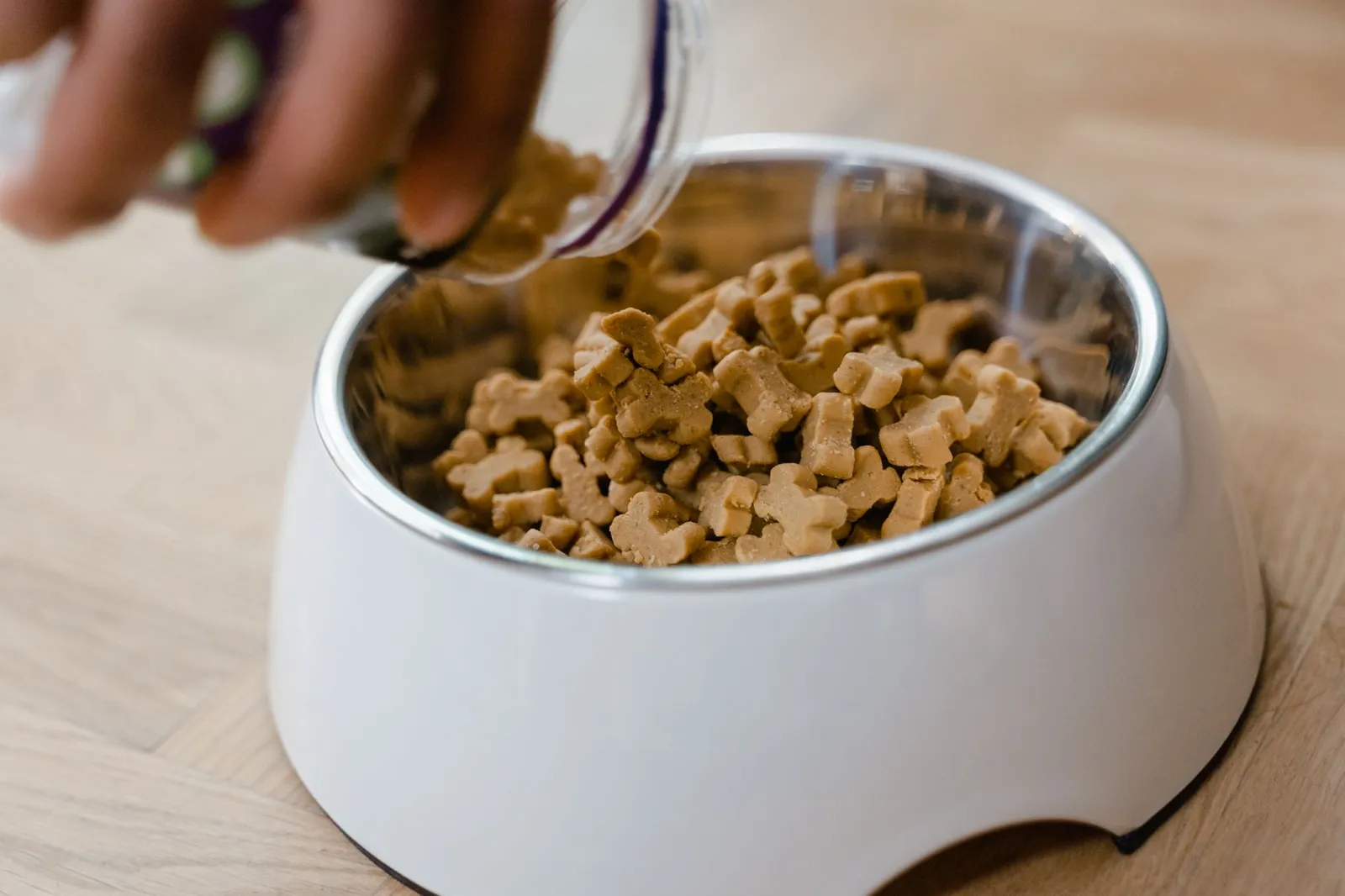 Small treat portions prepared for a dog