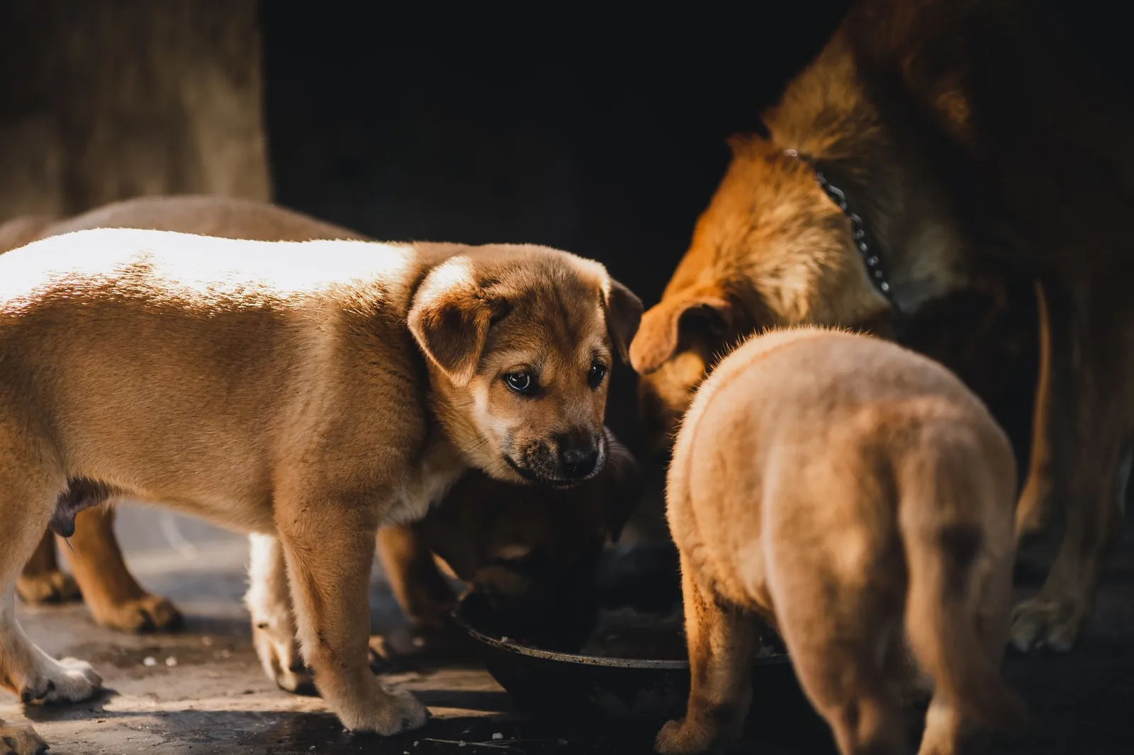 Young dog waiting calmly near a food bowl